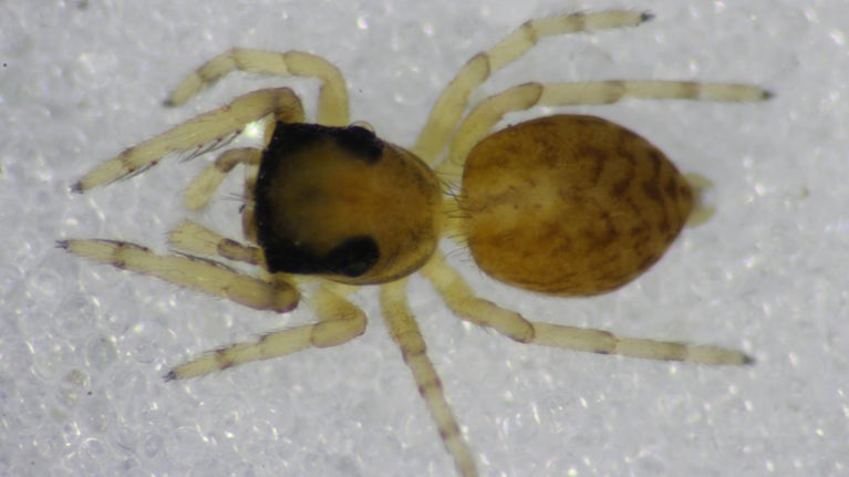 A close up of the rare Neon pictus, a tiny brown and yellow jumping spider